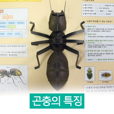 과학 곤충 친구들 (곤충의 특징) DIY 팝업북