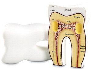 인체교구,러닝리소스[EDU1904] 인체 치아 단면 모형 Cross-Section Tooth Model-칭찬나라큰나라
