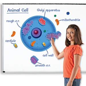 세포모형,러닝리소스[EDU6039] 동물 세포 자석 자료 세트 Magnetic Animal Cells-칭찬나라큰나라
