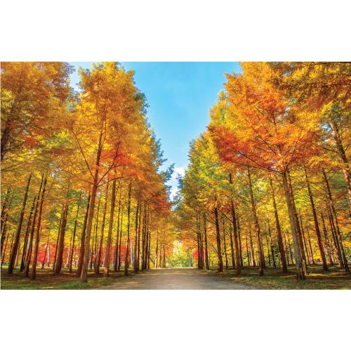 가을배경현수막(가을나무)-375-칭찬나라큰나라