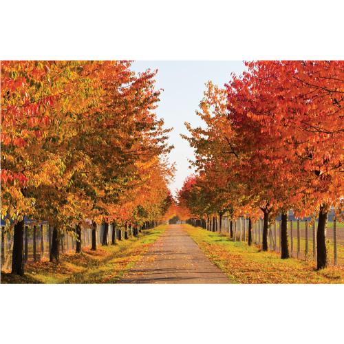 가을배경현수막(가을나무)-376-칭찬나라큰나라